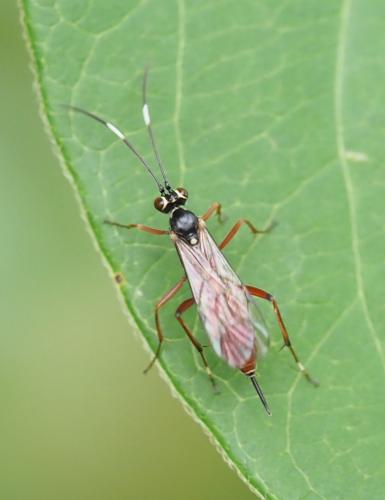 Ischnus inquisitorius